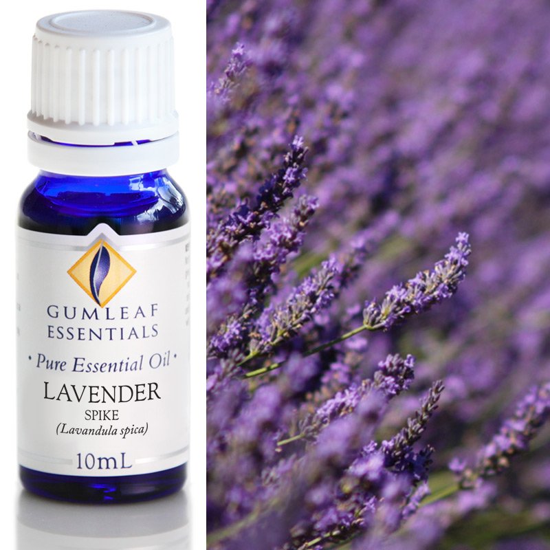 Lavender Spike Pure Essential Oil 10ml
