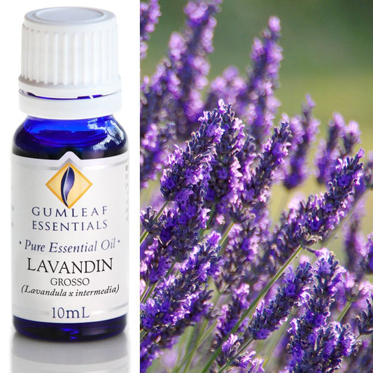 Lavandin Grosso Pure Essential Oil 10ml
