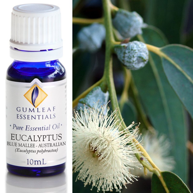 Eucalyptus Blue Mallee Pure Essential Oil 10ml
