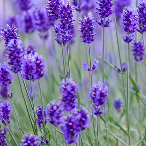 Lavender Pure Essential Oil 15ml