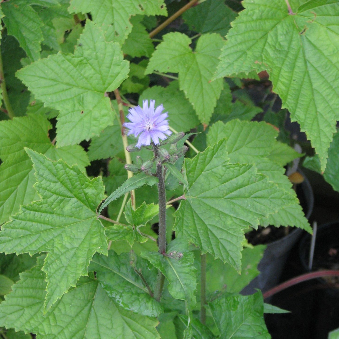 Patchouli Essential Oil 15ml