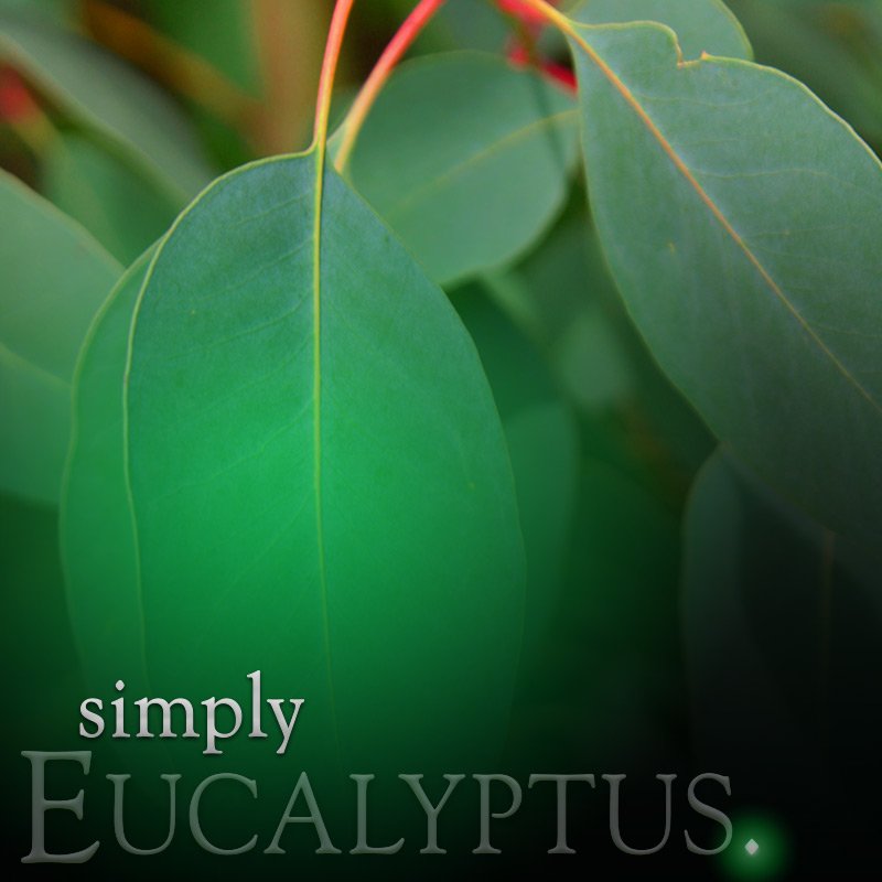 Eucalyptus Room Spray 125ml