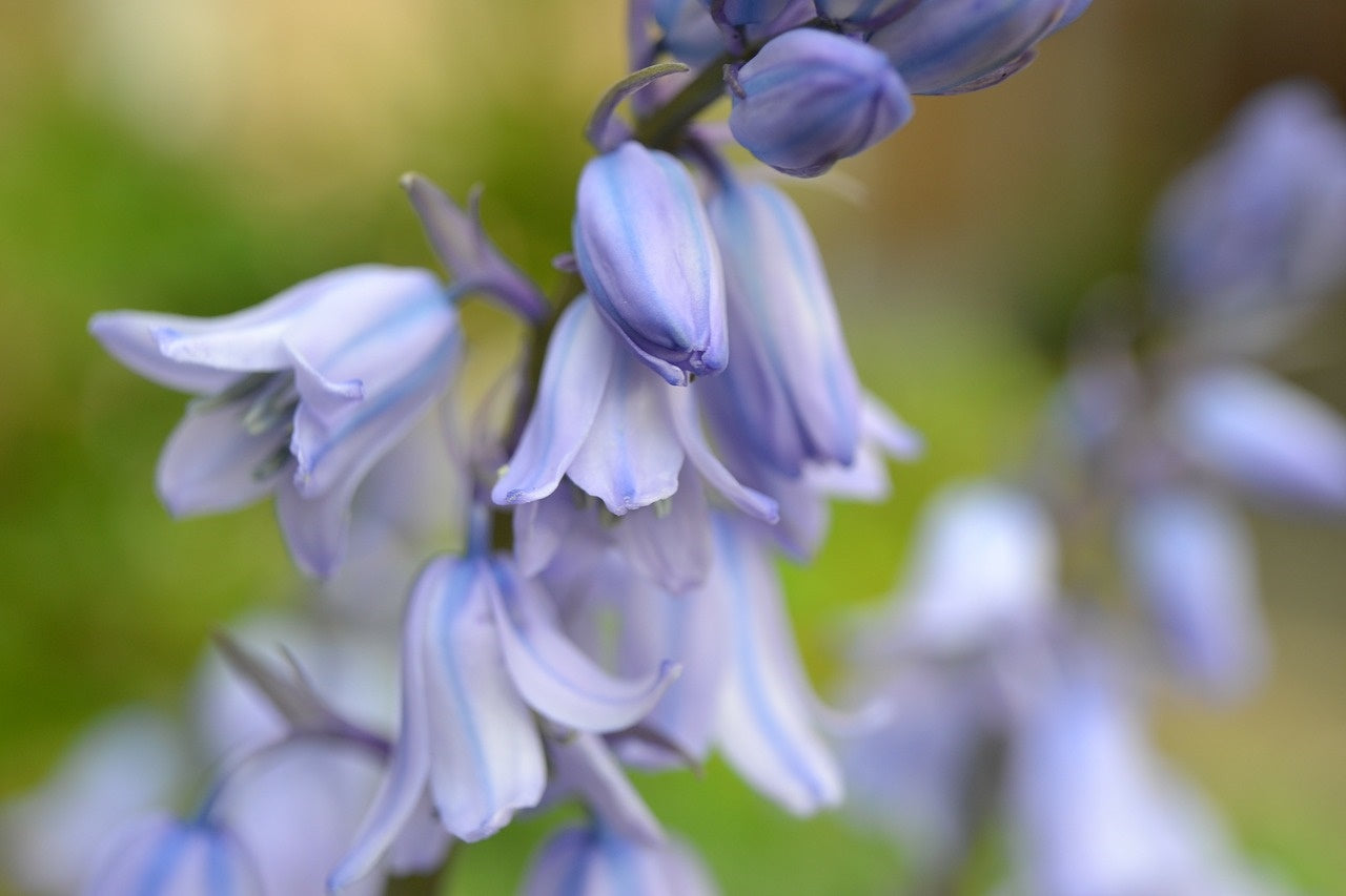 Field of Bluebells Soy Wax Melts 70g