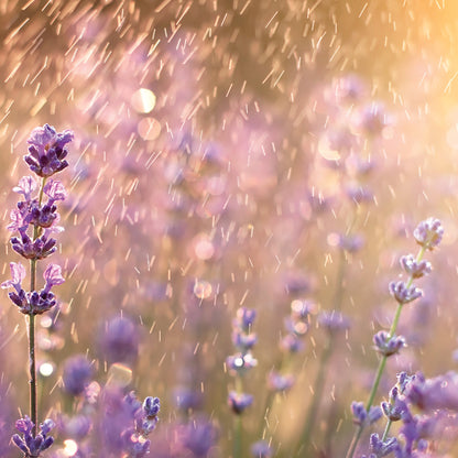 Lavender Rain Odor Eliminating Soy Wax Melts