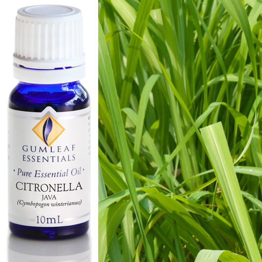 Citronella Java Pure Essential Oil 10ml