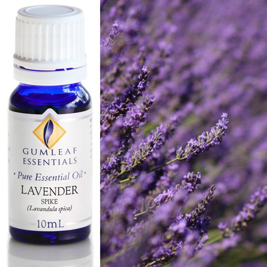 Lavender Spike Pure Essential Oil 10ml