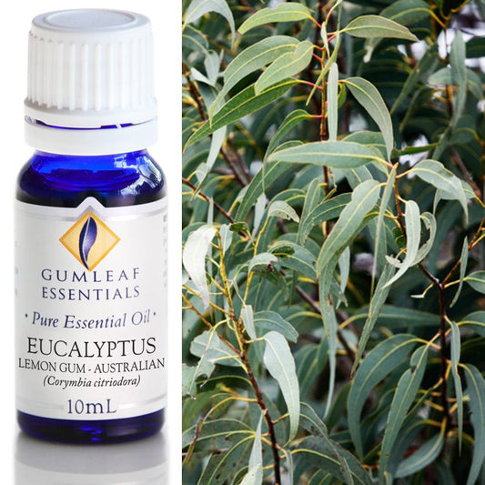 Eucalyptus Lemon Gum Pure  Essential Oil 10ml