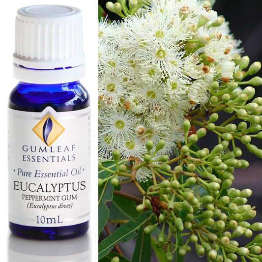 Eucalyptus Peppermint Gum Pure Essential Oil 10ml