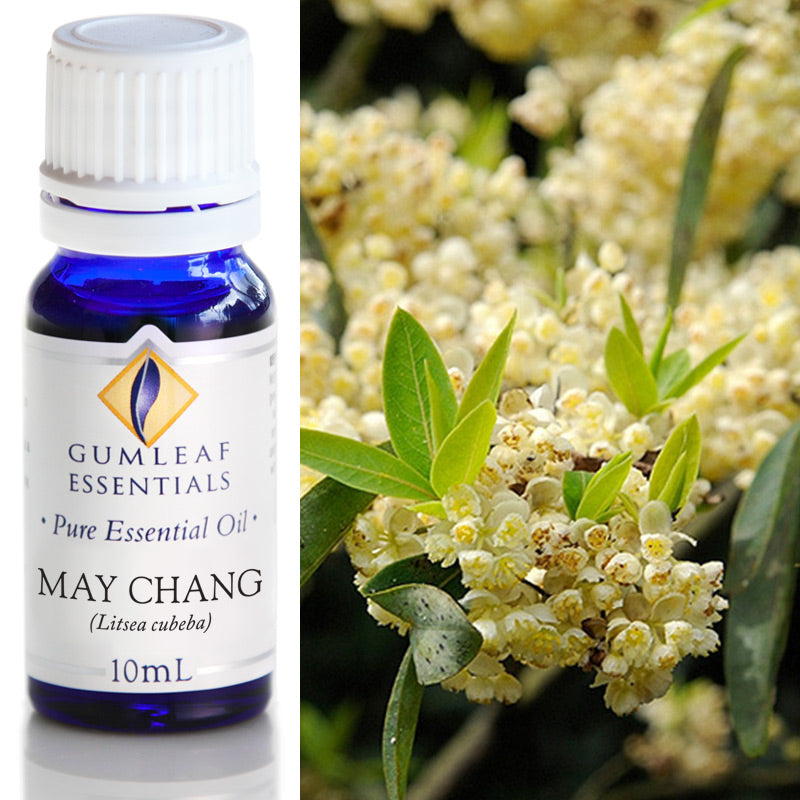 May Chang Pure Essential Oil 10ml