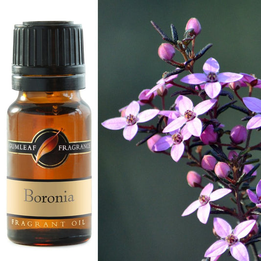 Boronia Fragrance Oil 10ml