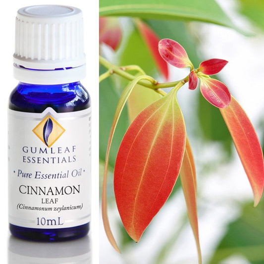 Cinnamon Leaf Pure Essential Oil 10ml