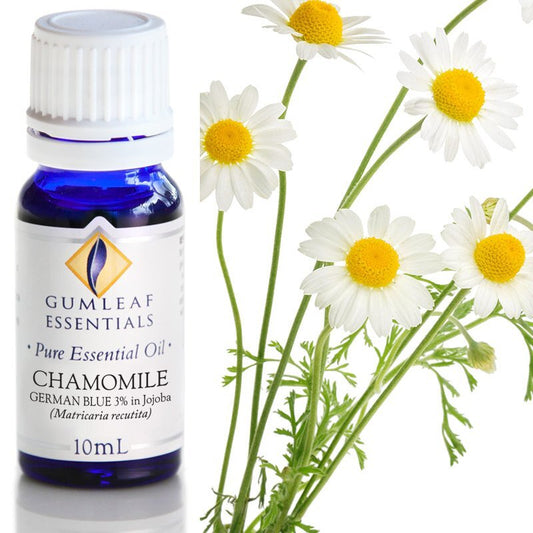 Chamomile German Blue (3% In Jojoba) Essential Oil 10ml