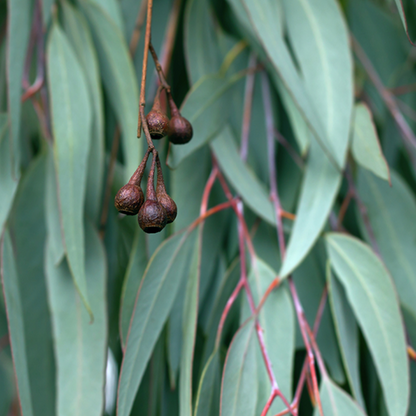 Eucalyptus Pure Essential Oil 15ml