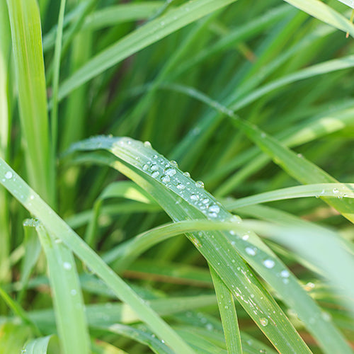 Lemongrass Pure Essential Oil 15ml