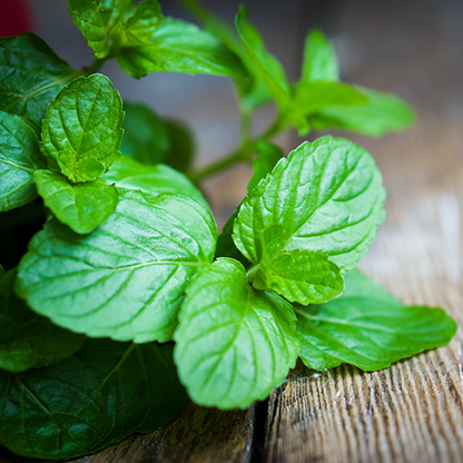 Peppermint Pure Essential Oil 15ml