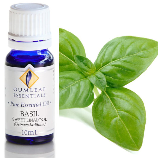 Basil Sweet Linalool Pure Essential Oil 10ml