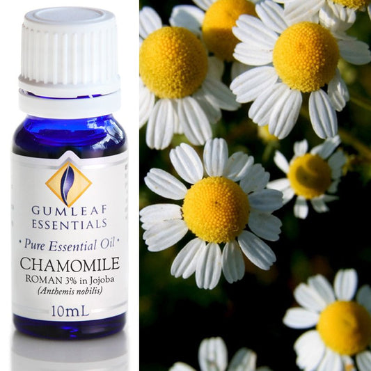 Chamomile Roman (3% in Jojoba) Pure Essential Oil 10ml