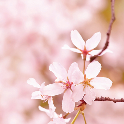 Cherry Blossom Soy Wax Melts