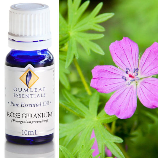 Rose Geranium Pure Essential Oil 10ml