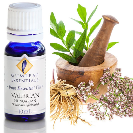 Valerian Hungarian Pure Essential Oil 10ml